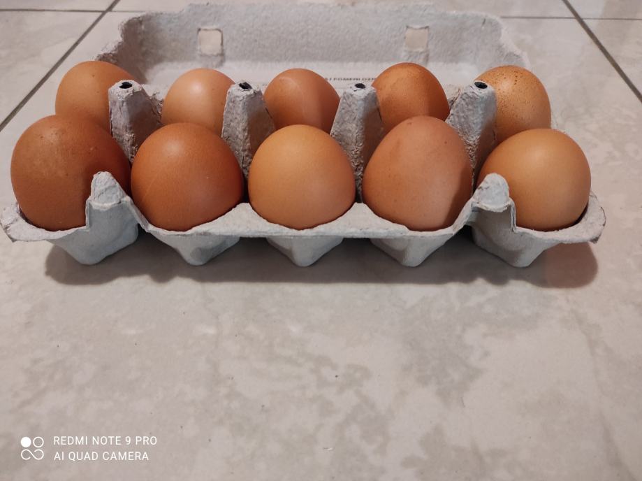 Domača kokošja jajca