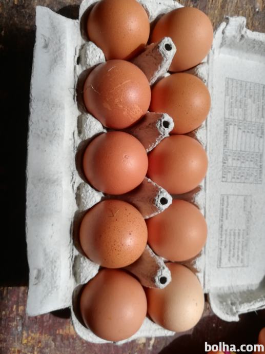 Jajca, kokošja - pašna reja kokoši