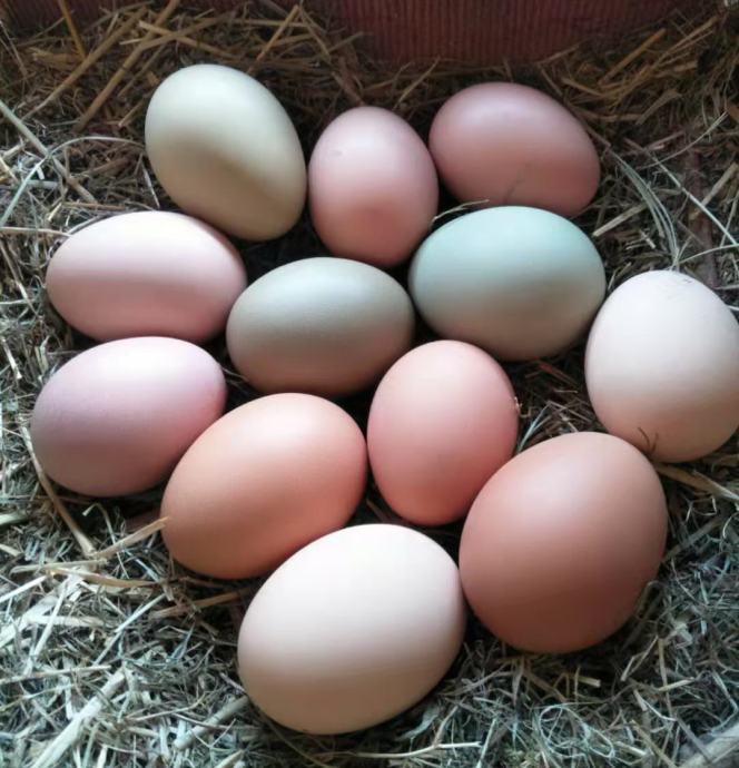 Domača jajca iz proste reje, super kakovosti