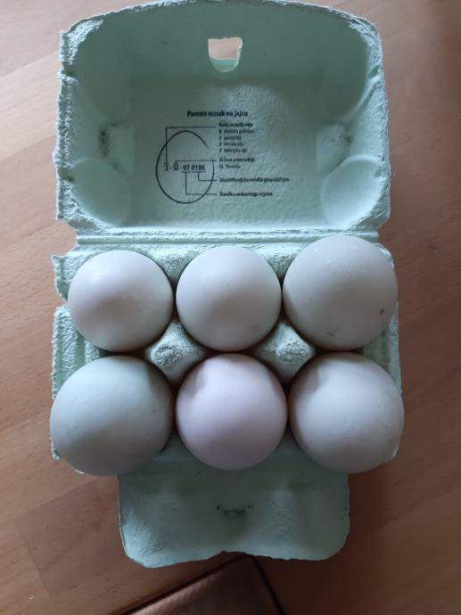 Račja jajca