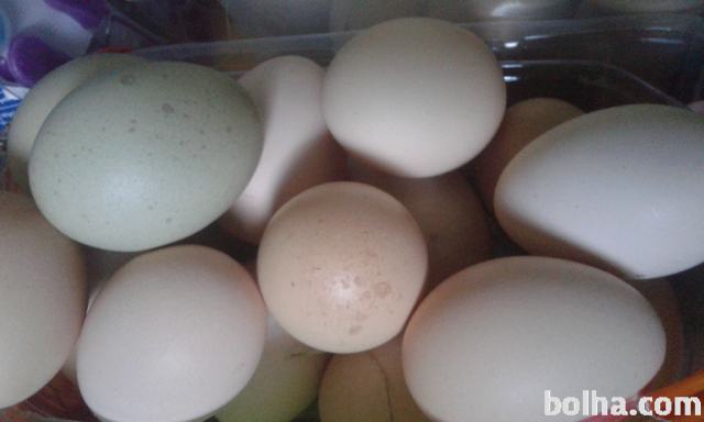 Sveza domaca jajca