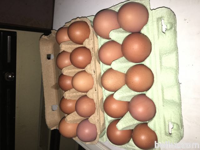 Sveža domača kokošja jajca