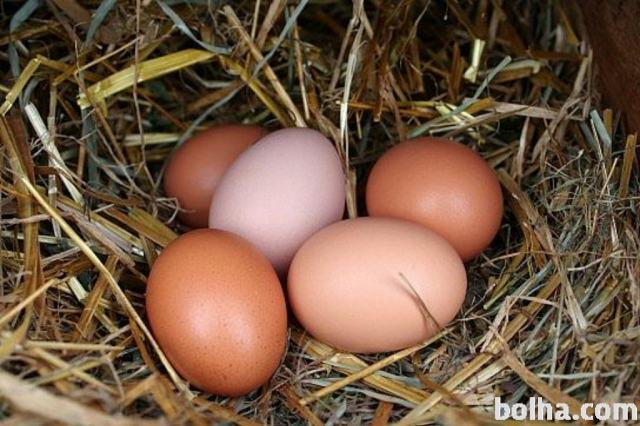UGODNO (1,5eur) prodam sveža domača kokošja jajca