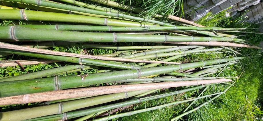 Bambus palice