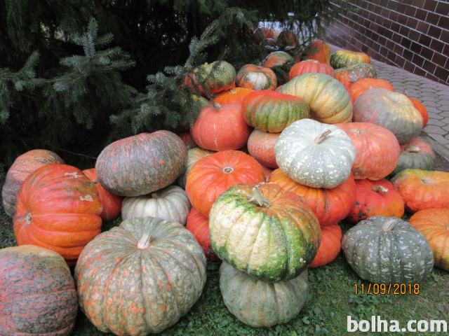 Jedilne in okrasne buče