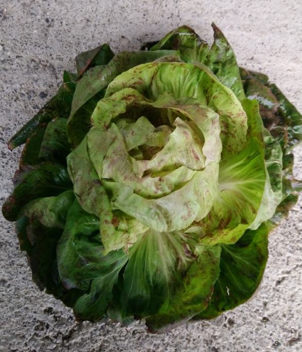Krmna pesa in krmne buče in radič