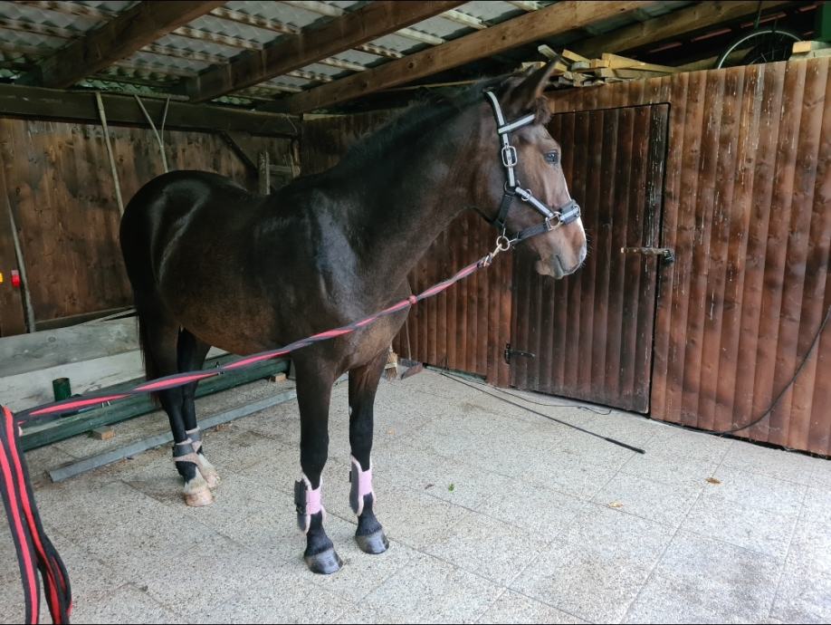 Kobila SLO TOP Holštajn