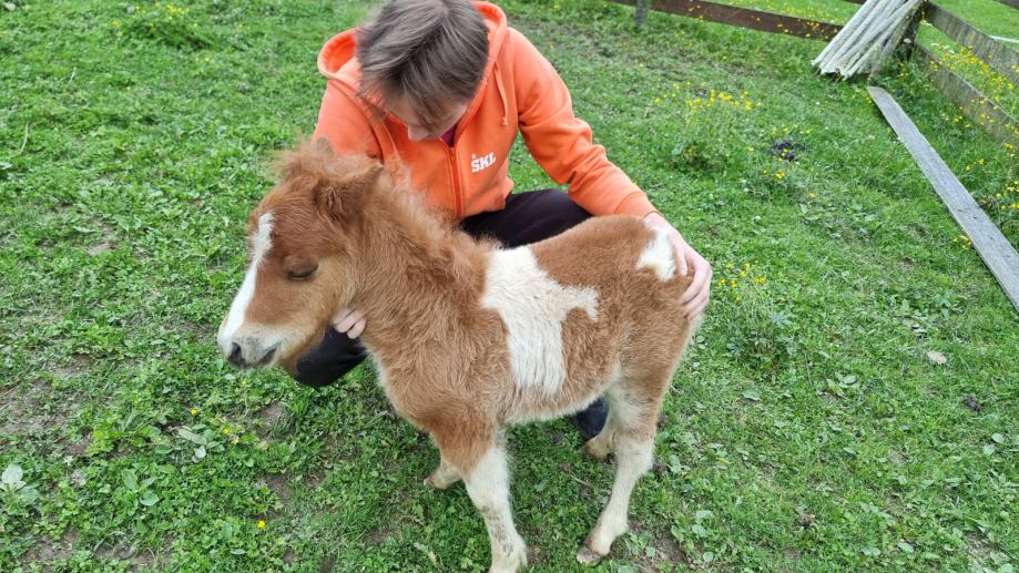 Ručna mala veseli poni