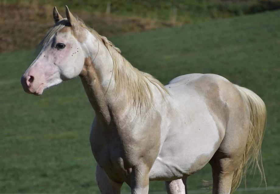 PAINT HORSE ZREBEC ZA PRIPUST