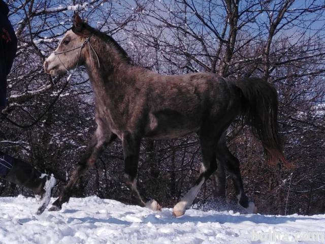 polnokrvni arabski žrebec