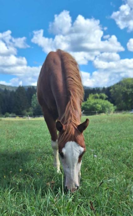 Quarter horse kastrat