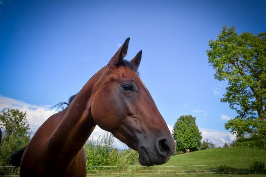 Quarter Horse kobila