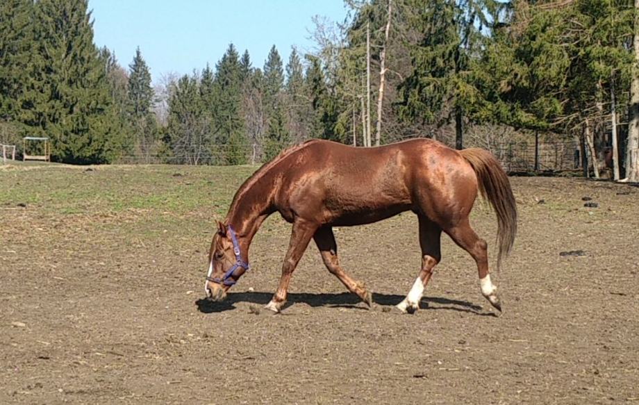 Quarter horse žrebec