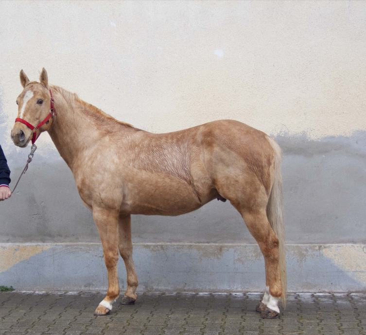 Žrebec Quarter horse