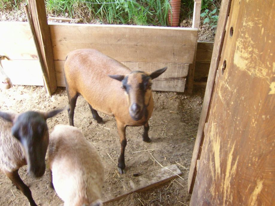 Kamerunska ovca