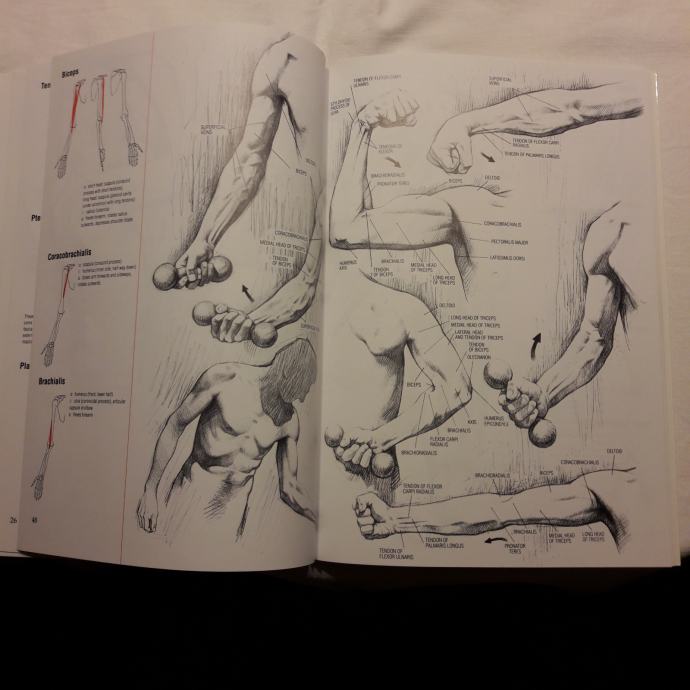 DRAWING HUMAN ANATOMY- Giovanni Civardi