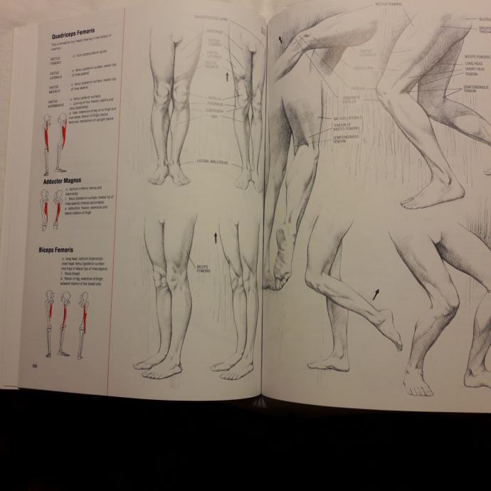 DRAWING HUMAN ANATOMY Giovanni Civardi