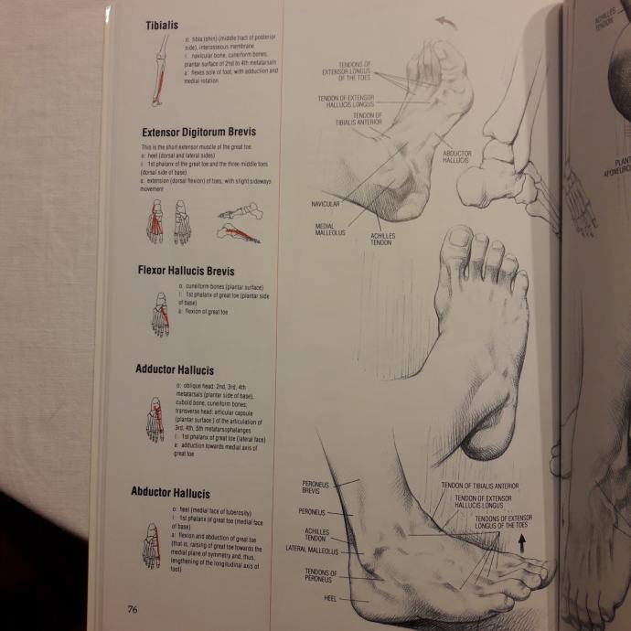 DRAWING HUMAN ANATOMY Giovanni Civardi