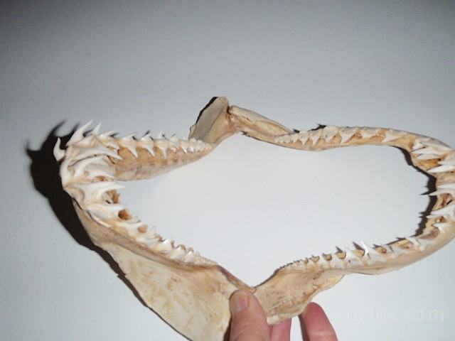 Zobovje pacifiškega morskega psa prodam za 70 evrov.