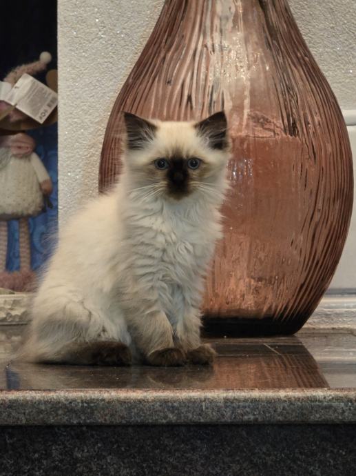 Ragdoll