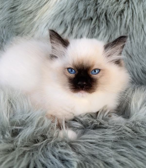 Ragdoll