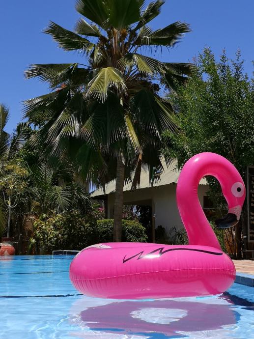 Flamingo obroč Giant zelo velik