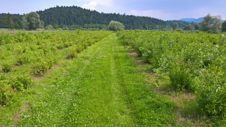 Vrsta zemljišča: Kmetijsko, Drenov grič, 8200 m2