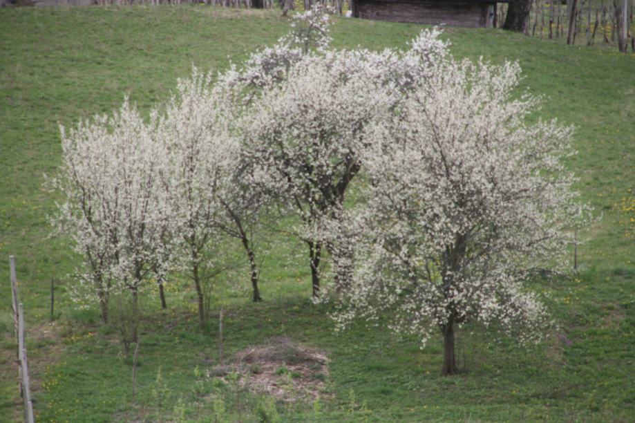 Vrsta zemljišča: Stavbno, Trnovec pri Sevnici, 3000 m2