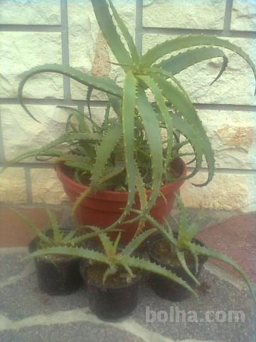 Aloe Vera - Arborescens