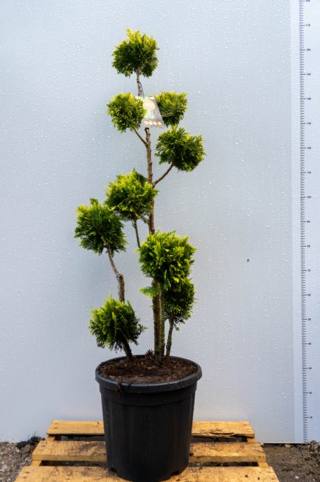 Bonsai Pacipresa, Chamaecyparis l. "Ellwoodill" 100-125cm