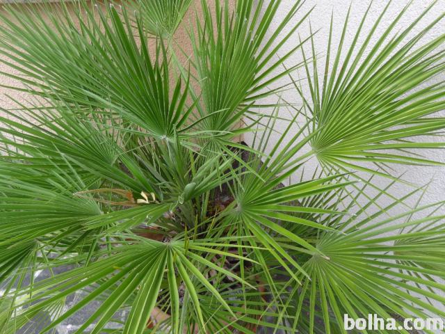 Čudovita okrasna zunanja palma