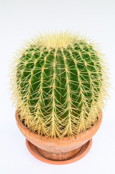 Kaktus vrste Ferocactus