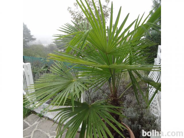 Okrasna zunanja palma