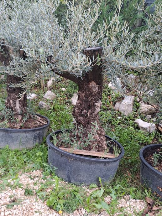 oljke 20 -100 let. Prodaja oljk.