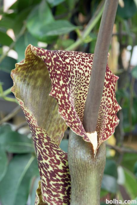 Sauromatum Venosum ( Voodoo Lily)