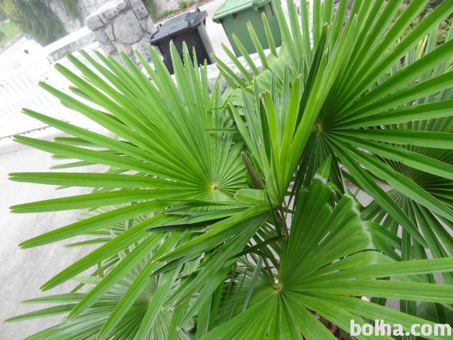 Zunanja palma