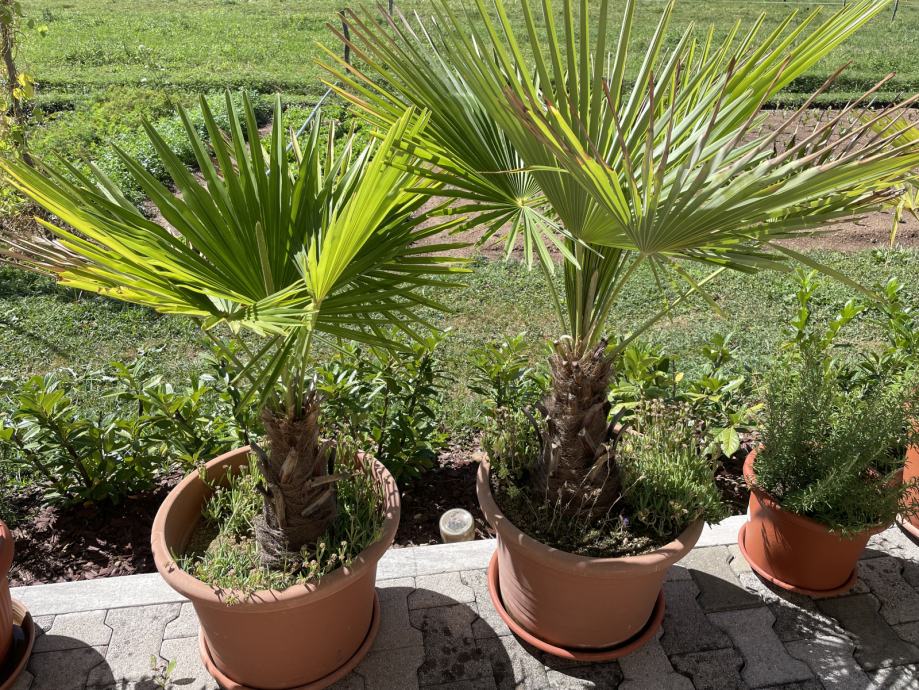 okrasne-palme