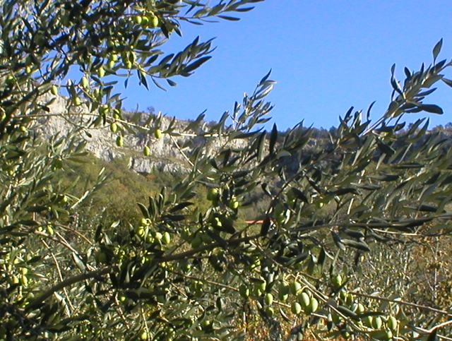 Oljčno (olivno) olje, vložene oljke