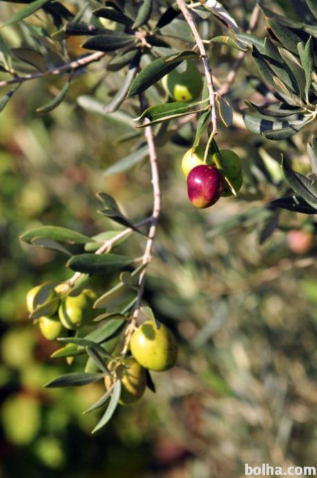 Istrsko ekstra deviško ekološko oljčno olje