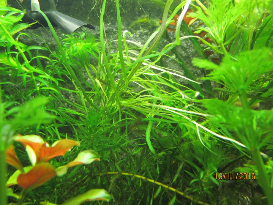 Akvarijske rastline več različnih vrst 15 kos rastlin za akvarij