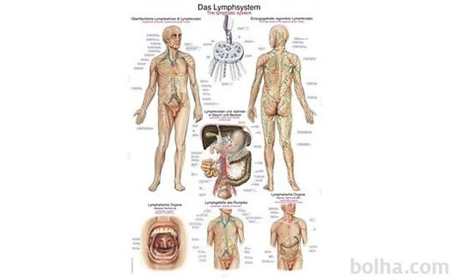 Plakat limfnega sistema