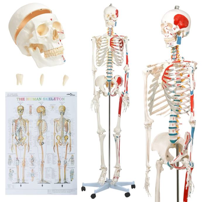 Človeški anatomski model okostnjaka za učenje s plakatom 181 cm