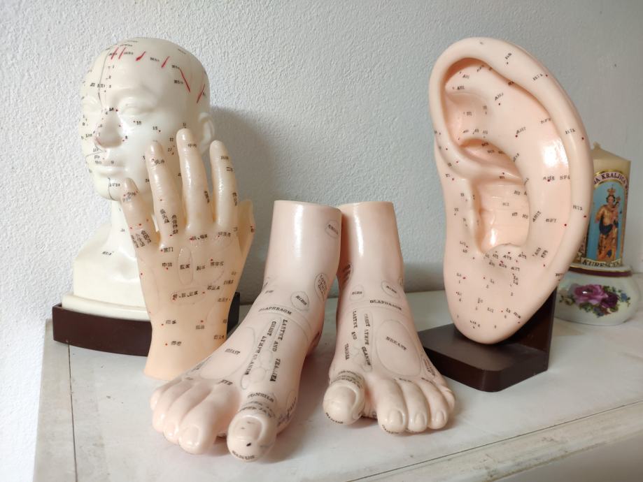 Akupunkturni model - uho, dlani, glava