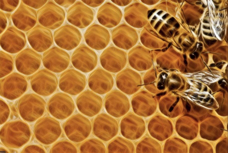 BIO-loški čebelji vosek vrhunske kakovosti