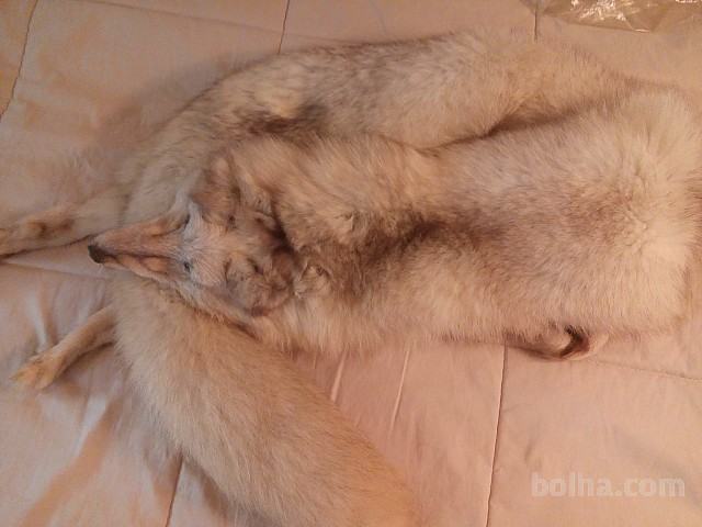 Ovratna lisica - Polarna