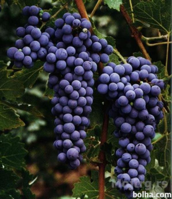 grozdje za cviček