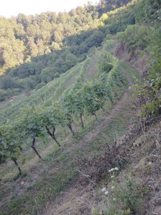 Mlado vino prodam