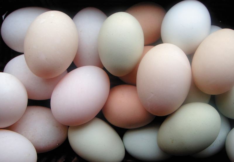 Inkubacija jajc po naročilo