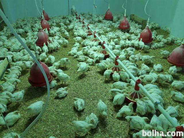 Kilogramski piščanci BROJLERJI za nadaljno rejo