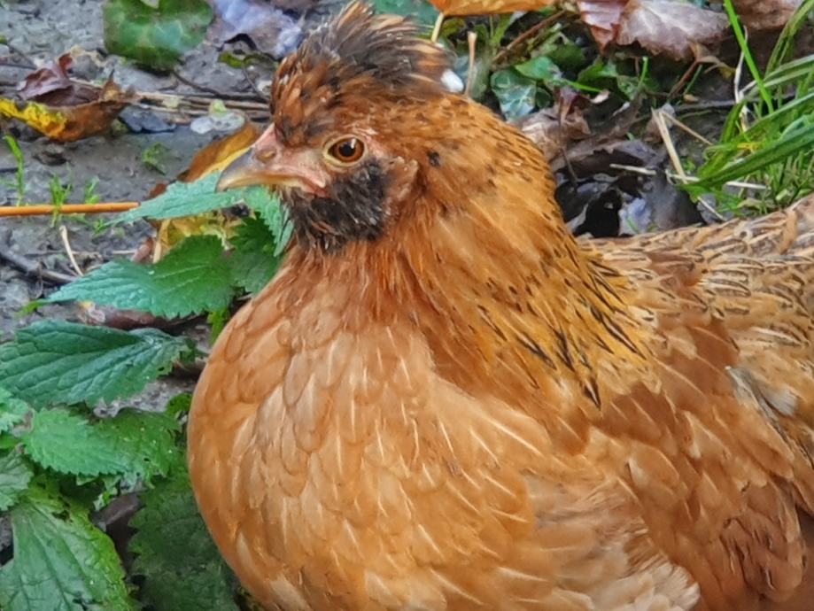 Kokoš